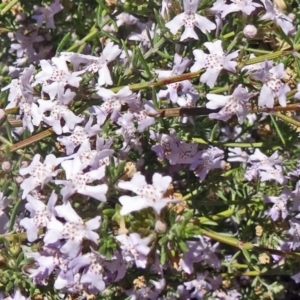 Westringia eremicola at Molonglo Valley, ACT - 29 Oct 2015 10:59 AM