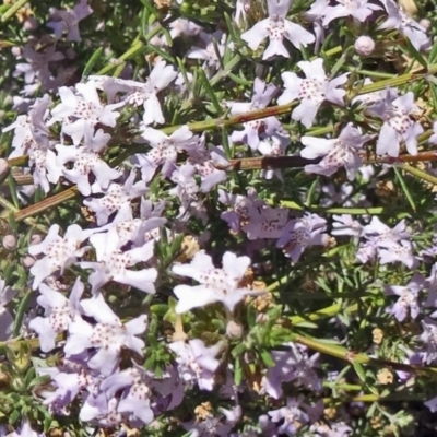 Westringia eremicola (Slender Western Rosemary) at Molonglo Valley, ACT - 29 Oct 2015 by galah681