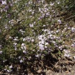 Westringia eremicola at Molonglo Valley, ACT - 29 Oct 2015 10:59 AM