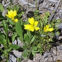 Goodenia pinnatifida (Scrambled Eggs) at Molonglo Valley, ACT - 29 Oct 2015 by galah681