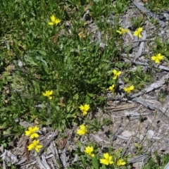 Goodenia pinnatifida at Molonglo Valley, ACT - 29 Oct 2015 11:00 AM