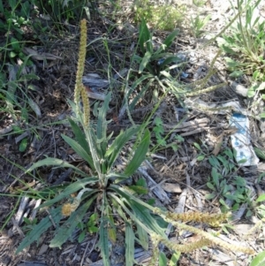 Plantago varia at Molonglo Valley, ACT - 29 Oct 2015 11:00 AM