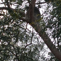 Phascolarctos cinereus (Koala) at Pechey, QLD - 11 Nov 2015 by debbie.deer