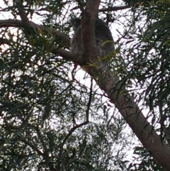 Phascolarctos cinereus (Koala) at Pechey, QLD - 10 Nov 2015 by debbie.deer