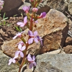 Stylidium graminifolium (Grass Triggerplant) at Sth Tablelands Ecosystem Park - 29 Oct 2015 by galah681