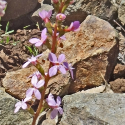 Stylidium graminifolium (grass triggerplant) at Molonglo Valley, ACT - 29 Oct 2015 by galah681