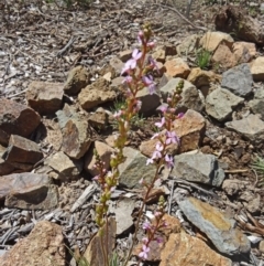 Stylidium graminifolium at Molonglo Valley, ACT - 29 Oct 2015