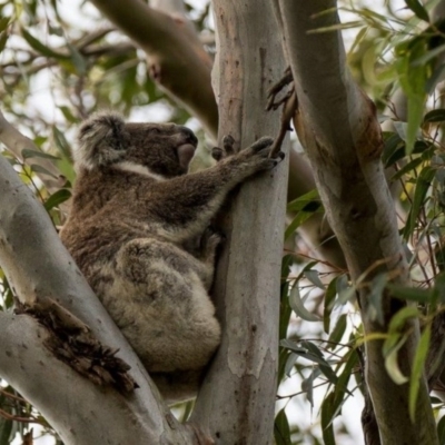 Phascolarctos cinereus (Koala) at  - 11 Nov 2015 by Felicity