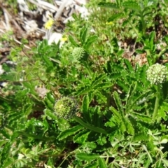 Acaena novae-zelandiae (Bidgee Widgee) at Sth Tablelands Ecosystem Park - 29 Oct 2015 by galah681