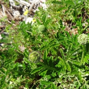 Acaena novae-zelandiae at Molonglo Valley, ACT - 29 Oct 2015