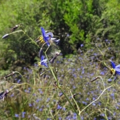 Dianella revoluta var. revoluta (Black-Anther Flax Lily) at Sth Tablelands Ecosystem Park - 29 Oct 2015 by galah681