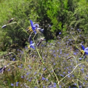 Dianella revoluta var. revoluta at Molonglo Valley, ACT - 29 Oct 2015 11:03 AM