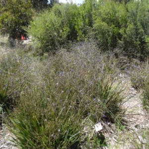 Dianella revoluta var. revoluta at Molonglo Valley, ACT - 29 Oct 2015 11:03 AM