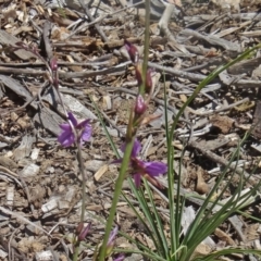 Arthropodium fimbriatum (Nodding Chocolate Lily) at Sth Tablelands Ecosystem Park - 29 Oct 2015 by galah681