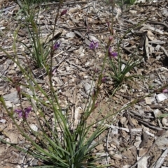 Arthropodium fimbriatum at Molonglo Valley, ACT - 29 Oct 2015 11:05 AM