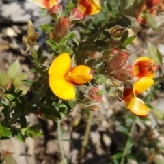 Mirbelia oxylobioides (Mountain Mirbelia) at Molonglo Valley, ACT - 29 Oct 2015 by galah681