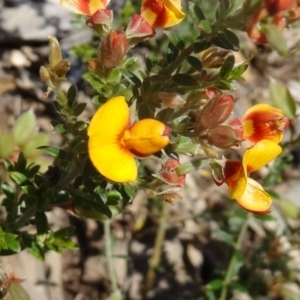 Mirbelia oxylobioides at Molonglo Valley, ACT - 29 Oct 2015 11:05 AM