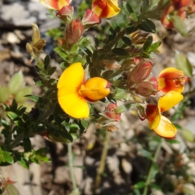 Mirbelia oxylobioides (Mountain Mirbelia) at Sth Tablelands Ecosystem Park - 29 Oct 2015 by galah681