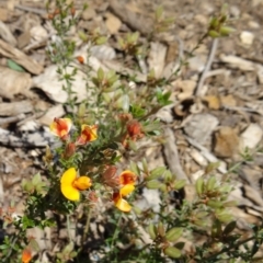 Mirbelia oxylobioides at Molonglo Valley, ACT - 29 Oct 2015 11:05 AM