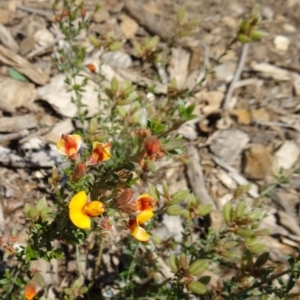 Mirbelia oxylobioides at Molonglo Valley, ACT - 29 Oct 2015 11:05 AM