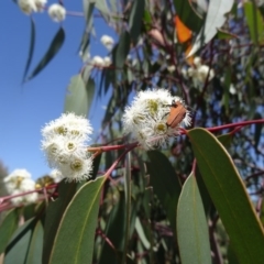 Eucalyptus rossii (Inland Scribbly Gum) at Molonglo Valley, ACT - 29 Oct 2015 by galah681