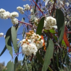 Eucalyptus rossii at Molonglo Valley, ACT - 29 Oct 2015