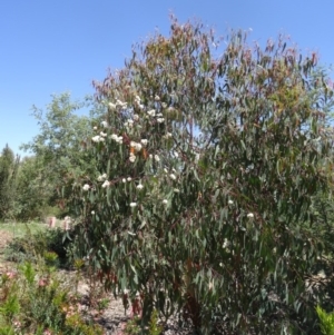 Eucalyptus rossii at Molonglo Valley, ACT - 29 Oct 2015