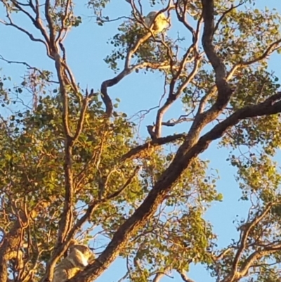 Phascolarctos cinereus (Koala) at Rosalie Plains, QLD - 11 Nov 2015 by MellyBear