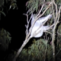 Phascolarctos cinereus (Koala) at Redwood, QLD - 17 Oct 2015 by hkrenske