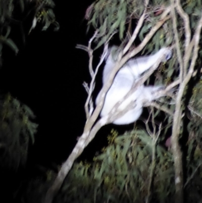 Phascolarctos cinereus (Koala) at Redwood, QLD - 16 Oct 2015 by hkrenske