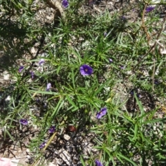 Solanum linearifolium (Kangaroo Apple) at Sth Tablelands Ecosystem Park - 29 Oct 2015 by galah681