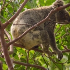 Phascolarctos cinereus (Koala) at  - 11 Nov 2015 by Savannah