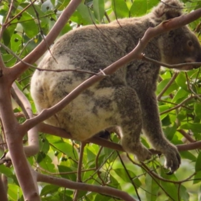 Phascolarctos cinereus (Koala) at  - 11 Nov 2015 by Savannah