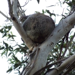 Phascolarctos cinereus (Koala) at Gorae West, VIC - 11 Nov 2015 by jannywood