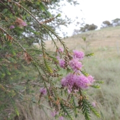 Melaleuca decussata at Chisholm, ACT - 11 Nov 2015