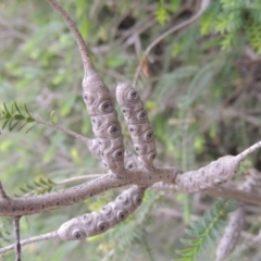 Melaleuca decussata at Chisholm, ACT - 11 Nov 2015