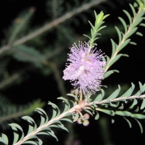 Melaleuca decussata at Chisholm, ACT - 11 Nov 2015 08:21 PM