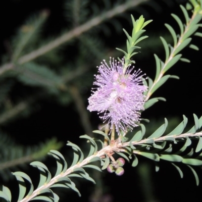 Melaleuca decussata (Cross-leaf Honey-myrtle or Totem Poles) at Chisholm, ACT - 11 Nov 2015 by MichaelBedingfield