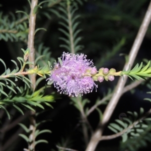 Melaleuca decussata at Chisholm, ACT - 11 Nov 2015