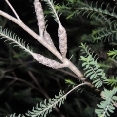 Melaleuca decussata at Chisholm, ACT - 11 Nov 2015 08:21 PM