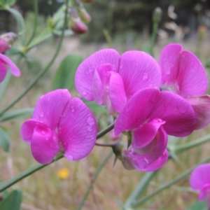 Lathyrus latifolius at Chisholm, ACT - 11 Nov 2015 06:18 PM