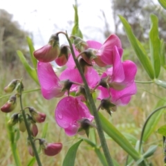 Lathyrus latifolius at Chisholm, ACT - 11 Nov 2015 06:18 PM