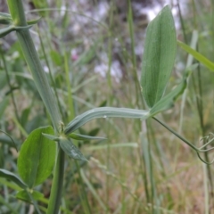 Lathyrus latifolius at Chisholm, ACT - 11 Nov 2015