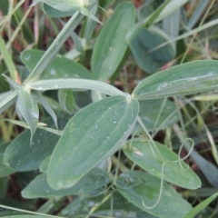 Lathyrus latifolius at Chisholm, ACT - 11 Nov 2015