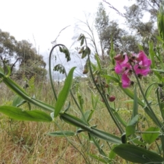 Lathyrus latifolius at Chisholm, ACT - 11 Nov 2015 06:18 PM