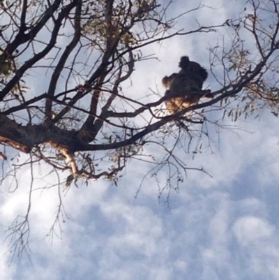 Phascolarctos cinereus (Koala) at Curlewis, NSW - 11 Nov 2015 by Piyawoola