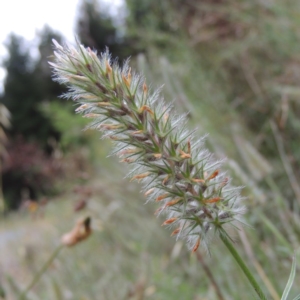 Trifolium angustifolium at Chisholm, ACT - 11 Nov 2015