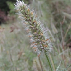 Trifolium angustifolium at Chisholm, ACT - 11 Nov 2015