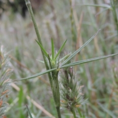 Trifolium angustifolium at Chisholm, ACT - 11 Nov 2015