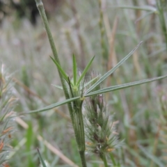 Trifolium angustifolium at Chisholm, ACT - 11 Nov 2015 06:15 PM